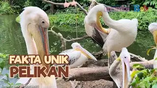 Mengenal Hewan - Burung Pelikan