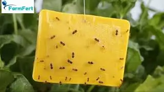 🌾 YELLOW & BLUE STICKY TRAPS