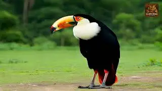 Wildlife education, Toco Toucan Ramphastos Toco