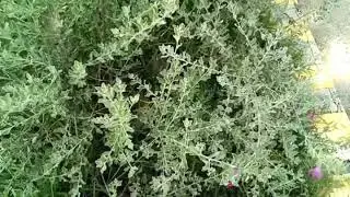 EREMOPHILA NIVEA (EMU BUSH)
