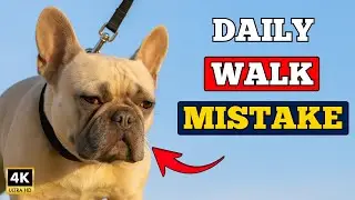 Dog Daily Walk Mistake Every Owner Makes &ndash; How Often Do You Walk Your Dog?