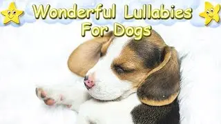 Super Relaxing Sleep Music For Beagle Puppies ♫ Calm Your Dog Effectively