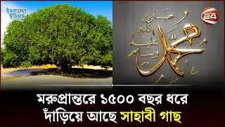 সাহাবী গাছ, মহানবী (স.) এর এক জীবন্ত মোজেযা | Sahabi Tree in Jordan | Islamic History | Channel 24