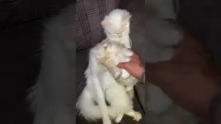 Cute Kittens 😸 😍 Funny Cats videos beautiful 🐈 😻 #cat #cats #kitten #cutecat #catvideos #kitty