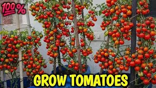 Grow 100+ Tomatoes at Home 9 Easy Tricks | How to grow tomatoes 
