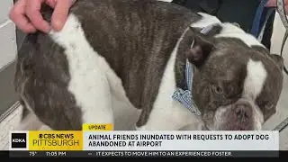 Animal Friends 'inundated' with requests to adopt abandoned dog