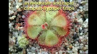 Behaviour of T2- snap-tentacles in moderate and rapid catapult-flypaper traps