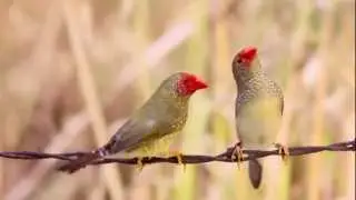 Star Finches - Neochmia ruficauda