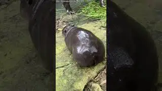 Funny hippo#funny #animal #animals #funnyanimals #fun #foryou #funnyvideo #hippo#fun #happy