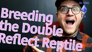 Breeding the Gugus Double Reflect 