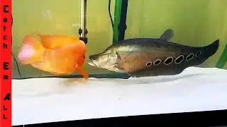 FISH FIGHTING in TANK! Who will SURVIVE!