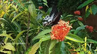 Butterflies #westernghat