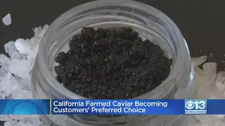 California Farmed Caviar Becoming Customers' Preferred Choice