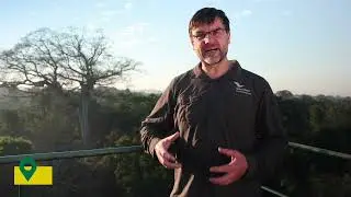 Let's protect the Amazon rainforest!