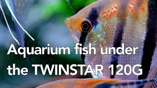 TWINSTAR G LINE #twinstarlight #aquariumfish #aquariumlight