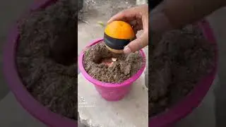 arancio-melo, mela + arancia 🍊 preparazione.. innesto 😉