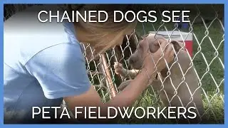 Chained Dogs React to PETA Fieldworkers