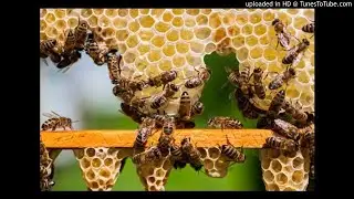 Tamar Haspel on Food Costs, Animal Welfare, and the Honey Bee 7/17/2017