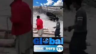 The yak is a wild animal that is difficult to handle | yak vs man