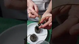 Проращиваем Семена Лотоса #домашнийвлог #лотос #семена
