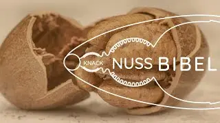 Die Faszination Bibel neu entdecken (Luk 24,1&ndash;12)  | Knacknuss Bibel 1/3