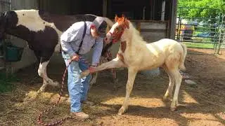 Foal Training   Picking Up Feet