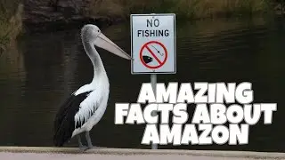 Uncovering the top 10 Fascinating Facts of the Amazon Rainforest