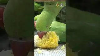 Rescue And Release Operation Of Over 700 Native Birds In New Delhi!