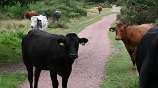 Sutton Park Cows