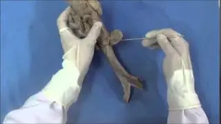 Descripción Anatómica de lengua, laringe tráquea y bronquio principales