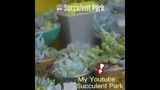 Succulent Display
