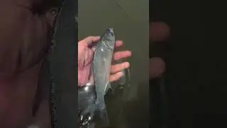 Releasing Fish #shorts