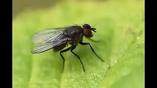 Coenosia agromyzina, vrouwtje poetsend