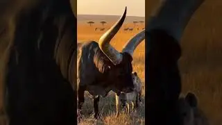 Amazing weapons of animals.動物たちの驚くべき武器 Nature's ultimate defense #wildlife #nature #animals