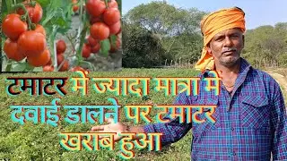 टमाटर में ज्यादा मात्रा में दवाई डालने पर टमाटर खराब हुआ 