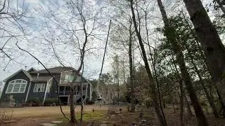 Jackson tree service