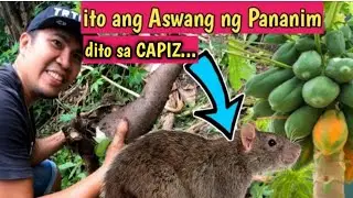 Ito pala ang Aswang sa mga Pananim dito sa Capiz. Sila lang ang nakikinabang!