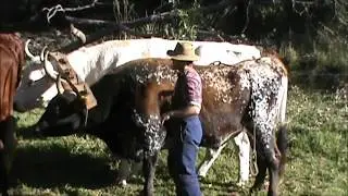 Pioneer Bullock Team. Australia.