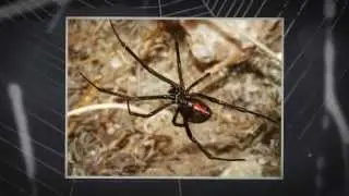 Spider Extermination Sacramento | 916.987.9559