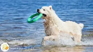 12 Hours of Dog TV for Dogs to Watch 🐕&zwj;🦺 Best Videos to Help Reduce Stress & Anti-Anxiety Music