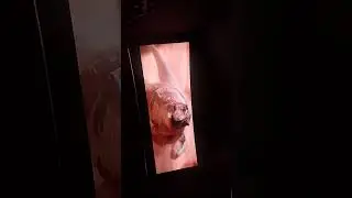 Jurassic story