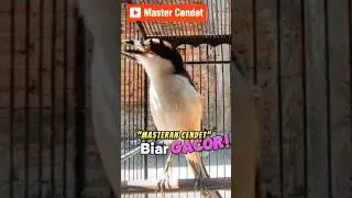 MASTERAN CENDET BIAR GACOR #pancingancendet #mastercendet #cendetgacor #mastercendet