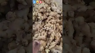 Vegetables Become Cheap | Sabzi Mandi Gojra | 14 November 2025 | Punjab Fresh vegetable Prices