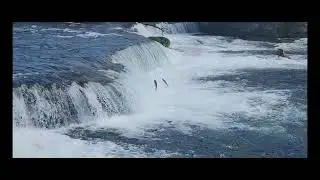 Alaska 2024 Salmons at Brooks Falls