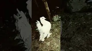 roll number 1, roll number 2, roll number 3, roll number 4, 🥚😂 kabutor funny video, 🤣