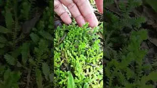 SHE LOVE SHADED GROUND ESPECIALLY UNDER THE TREES | WILD PLANT SELAGINELLA CILIARIS