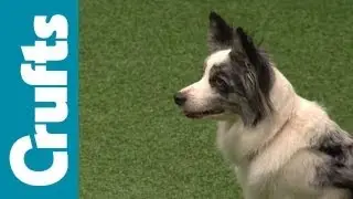 Agility - Championship - Round 2 - Crufts 2012