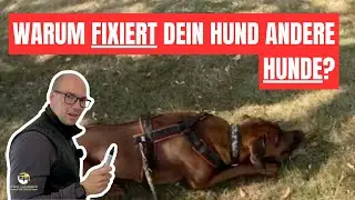 Entschlüsselt: Deshalb fixiert dein Hund andere Hunde!