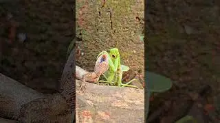Kung Fu Mantis vs Lizard: The Ultimate Showdown - Lizard vs Mantis #mantis #lizard #canvasoftheWild