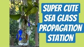 #SeaGlass Propagation Station: Turn a Bottle Into a Stunning Plant Holder